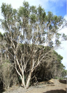 APII jpeg image of Eucalyptus cneorifolia  © contact APII