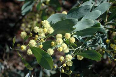 APII jpeg image of Acacia caerulescens  © contact APII