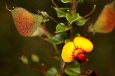 APII jpeg image of Daviesia squarrosa  © contact APII