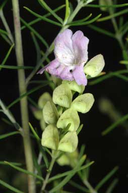 APII jpeg image of Prostanthera nivea  © contact APII