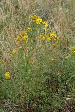 APII jpeg image of Hypericum perforatum subsp. veronense  © contact APII