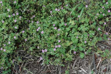 APII jpeg image of Geranium molle  © contact APII