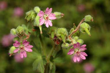 APII jpeg image of Geranium molle  © contact APII