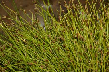 APII jpeg image of Isolepis platycarpa  © contact APII
