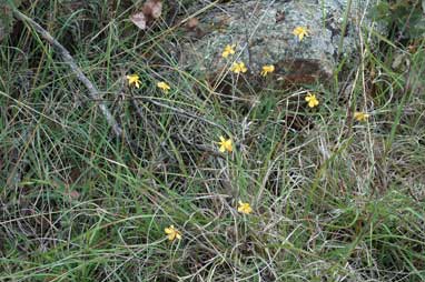 APII jpeg image of Hypericum gramineum  © contact APII