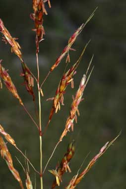 APII jpeg image of Sorghum leiocladum  © contact APII