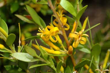 APII jpeg image of Persoonia marginata  © contact APII