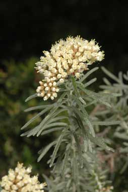 APII jpeg image of Ozothamnus rosmarinifolius 'Silver Jubilee'  © contact APII