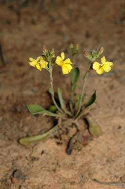 APII jpeg image of Goodenia bellidifolia subsp. bellidifolia  © contact APII