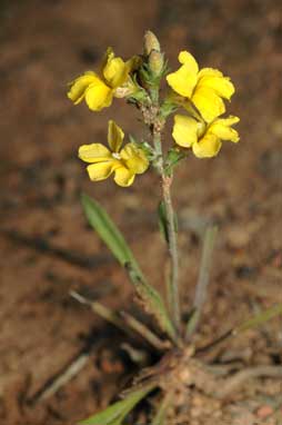 APII jpeg image of Goodenia bellidifolia subsp. bellidifolia  © contact APII