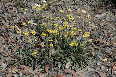 APII jpeg image of Goodenia bellidifolia subsp. bellidifolia  © contact APII