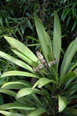 APII jpeg image of Cordyline congesta  © contact APII