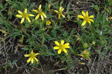 APII jpeg image of Ranunculus papulentus  © contact APII