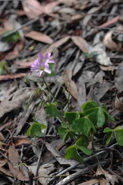 APII jpeg image of Oxalis debilis var. corymbosa  © contact APII