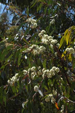 APII jpeg image of Eucalyptus luehmanniana  © contact APII