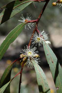 APII jpeg image of Eucalyptus scoparia  © contact APII