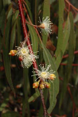 APII jpeg image of Eucalyptus scoparia  © contact APII