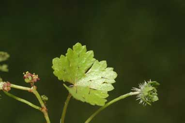 APII jpeg image of Hydrocotyle tripartita  © contact APII