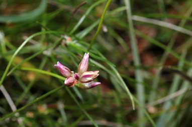 APII jpeg image of Laxmannia gracilis  © contact APII