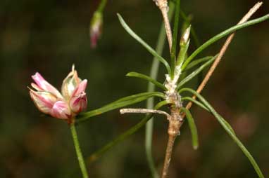 APII jpeg image of Laxmannia gracilis  © contact APII