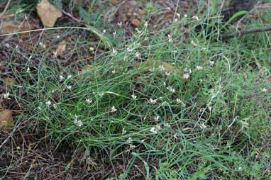APII jpeg image of Laxmannia gracilis  © contact APII