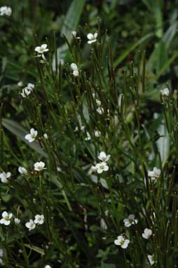 APII jpeg image of Cardamine lilacina  © contact APII