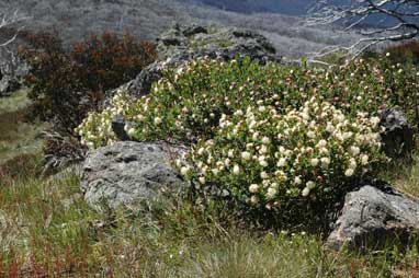 APII jpeg image of Pimelea ligustrina  © contact APII