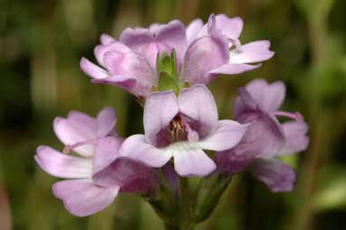 APII jpeg image of Euphrasia crassiuscula subsp. crassiuscula  © contact APII