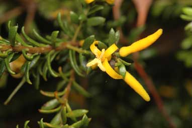 APII jpeg image of Persoonia terminalis subsp. terminalis  © contact APII