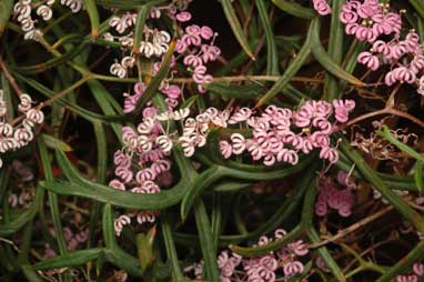 APII jpeg image of Grevillea leptobotrys  © contact APII