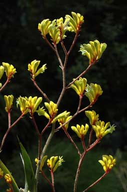 APII jpeg image of Anigozanthos 'Cross of Gold'  © contact APII