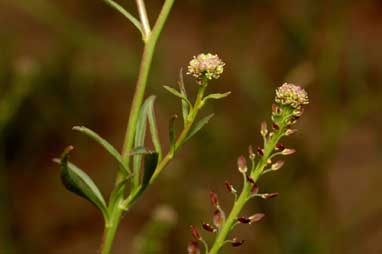 APII jpeg image of Lepidium africanum  © contact APII