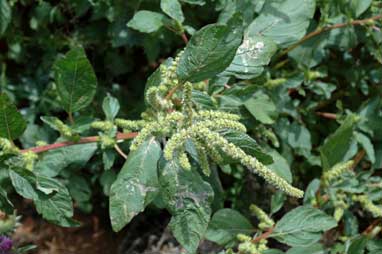 APII jpeg image of Amaranthus powellii  © contact APII