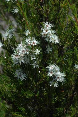 APII jpeg image of Kunzea ericoides  © contact APII