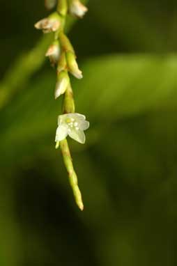 APII jpeg image of Persicaria hydropiper  © contact APII