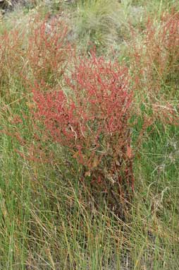 APII jpeg image of Rumex conglomeratus  © contact APII