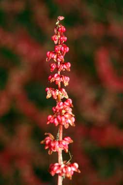 APII jpeg image of Rumex conglomeratus  © contact APII