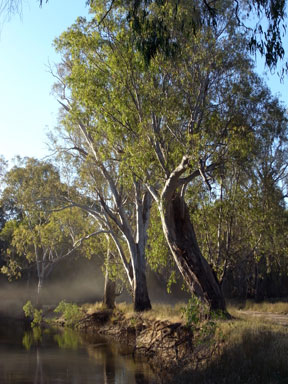 APII jpeg image of Eucalyptus camaldulensis  © contact APII