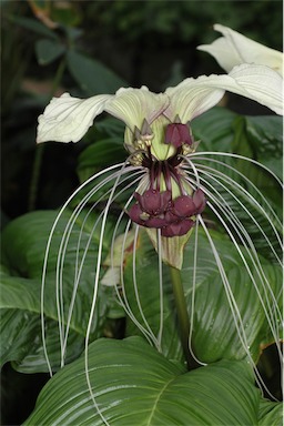 APII jpeg image of Tacca integrifolia  © contact APII