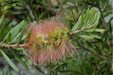 APII jpeg image of Callistemon pachyphyllus 'Smoked Salmon'  © contact APII