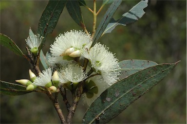 APII jpeg image of Eucalyptus ligulata subsp. stirlingica  © contact APII