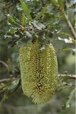 APII jpeg image of Banksia lemanniana  © contact APII