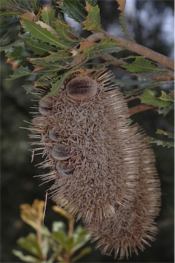 APII jpeg image of Banksia lemanniana  © contact APII