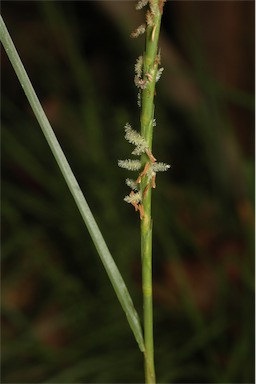 APII jpeg image of Hemarthria uncinata var. uncinata  © contact APII