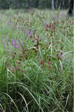 APII jpeg image of Cyperus lucidus  © contact APII