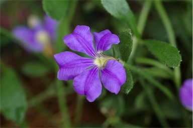 APII jpeg image of Scaevola calliptera  © contact APII