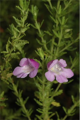 APII jpeg image of Prostanthera cryptandroides subsp. cryptandroides  © contact APII