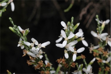 APII jpeg image of Olearia microdisca  © contact APII