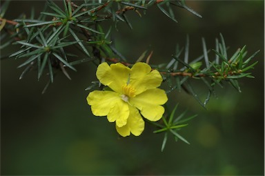 APII jpeg image of Hibbertia stricta  © contact APII