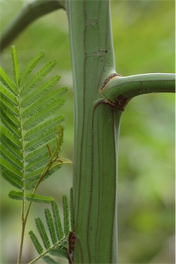 APII jpeg image of Acacia irrorata  © contact APII